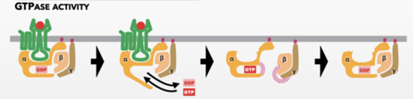 <p>AFTER SIGNAL BINDS</p><p>GPCR becomes active</p><p>All subunits of G protein are inactive and complexed</p><p>THEN </p><p>GPCR facilitates GTP exchange in alpha </p><p>GTP bound alpha is active and separate from beta/gamma </p><p>G-PROTEIN SUBUNITS ACTIVATE OTHER PROTEINS </p><p>G-proteins are specific for a set of receptors or targets </p><p>3 protein subunits alpha, beta, gamma subunit separate and become active </p><p>Alpha works alone beta/gamma are complexed </p><p>Alpha and beta/gamma bind to proteins to alter effector activity - often regulate 2nd messenger </p><p>Gi - inhibitory and Gs excitatory/activating</p><p>Alpha hydrolyzes GTP into GDP and beta/gamma rejoin inactive complex - occurs in ~ 1sec</p><p>GDP for alpha = off</p><p>GTP = on</p>