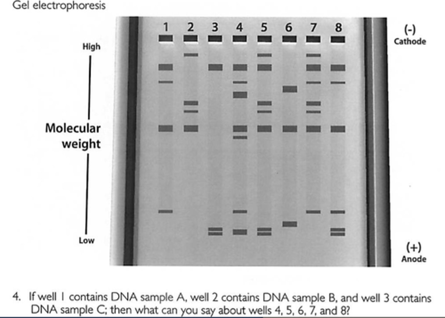<p>separates DNA fragments by size</p><p>molecules are sorted into bands on the gel by size</p>