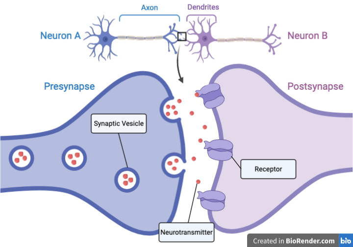 <p>a small gap at the end of the neuron that allows signals to pass between neurons</p>