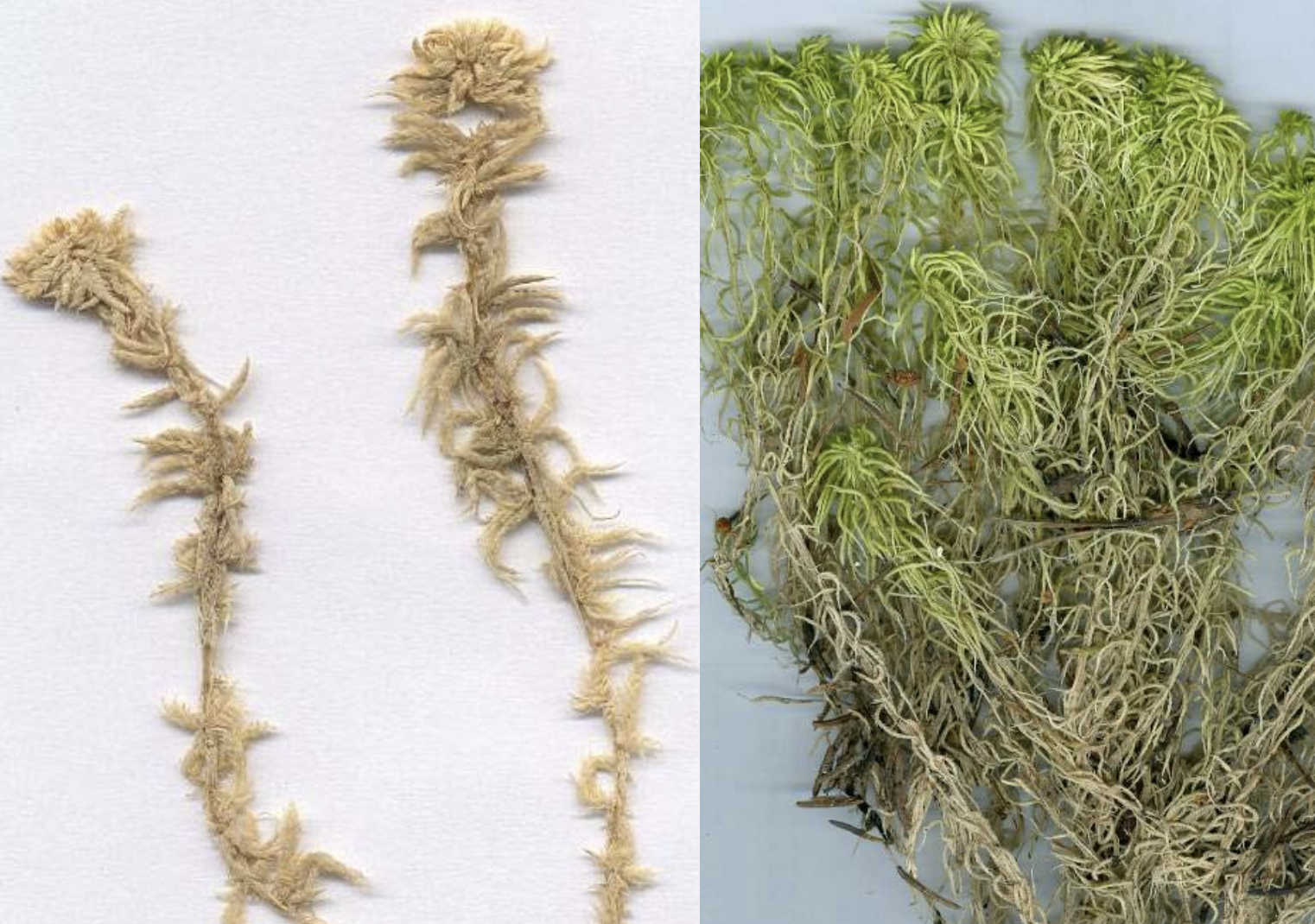 <p>Sphagnum sp.</p>