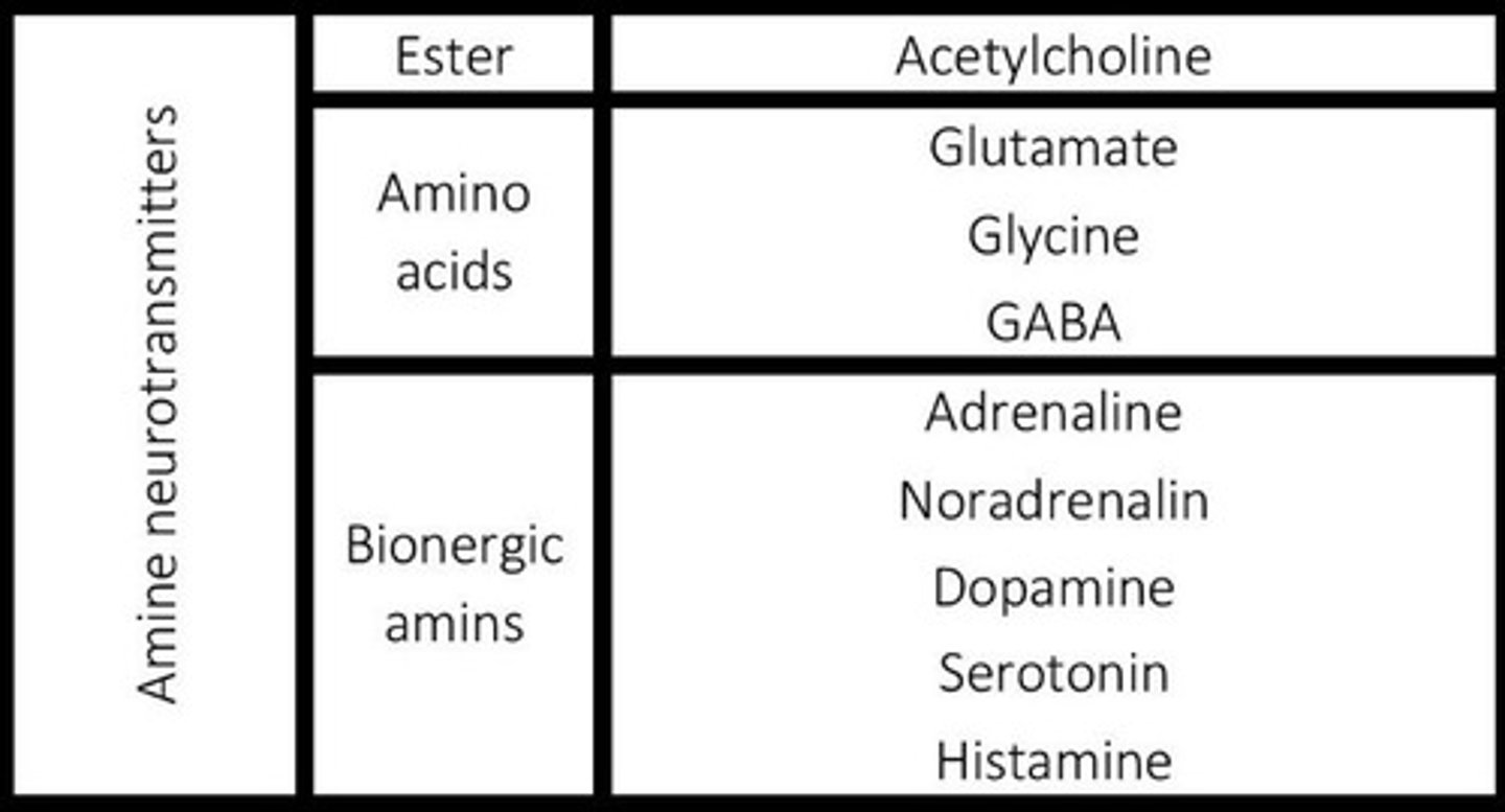 <p>Chemicals that transmit information from one neuron to another ie. dopamine, seratonin, melatonin, etc...</p>