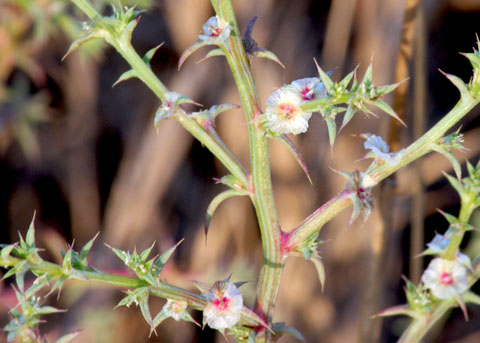 <p>Russian thistle (Invasive)</p>