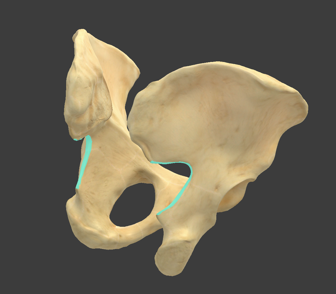 <p>Name and bone</p>