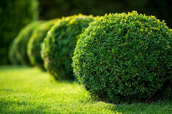 <p><span>a </span>short<span>, </span>thick<span> </span>plant<span> with a lot of </span>branches</p>