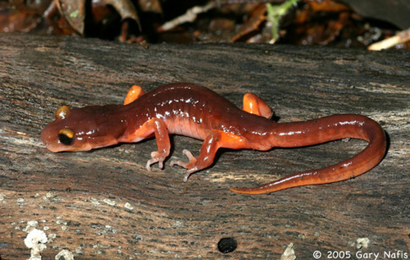 <p>Ensatina</p>