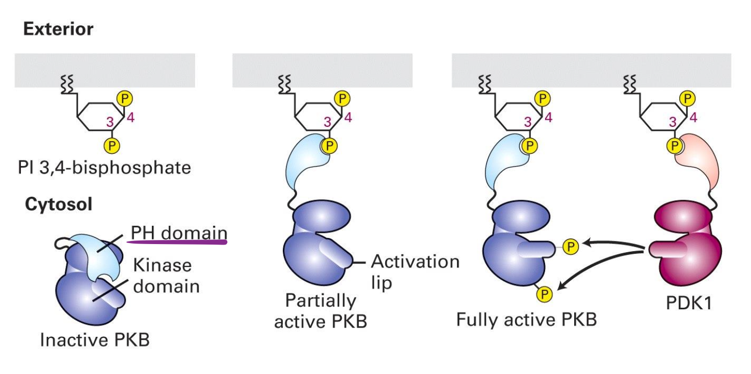 <ul><li><p>possède un domaine PH qui se lie aux phosphoinositides produits par PI3K.</p></li><li><p>PKB est inactif dans le cytosol mais devient partiellement activé lorsqu’elle s’ancre à la membrane plasmique.</p></li></ul><ul><li><p>PDK1 phosphoryle PKB au niveau du lip du site catalytique activant complétement PKB.</p></li><li><p>Lorsque que PKB est activé, il quitte la membrane et phosphoryle des protéines impliqués dans l’apoptose, inhibant leur fonction pour la survie cellulaire</p></li></ul><p></p>