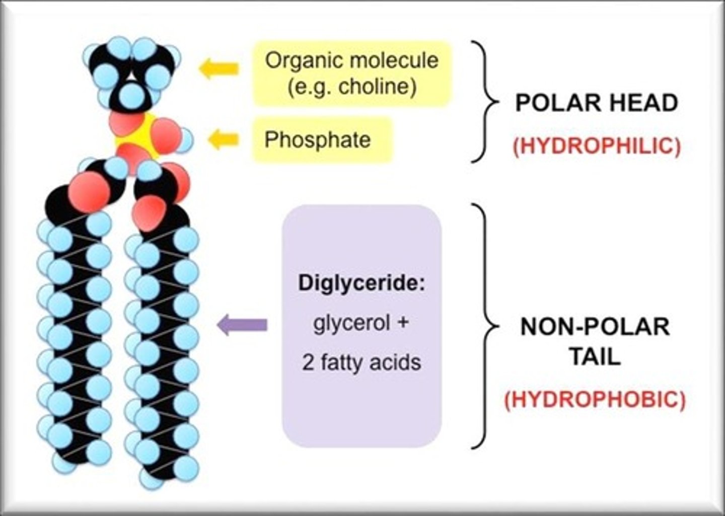 <p>Phospholipids form membranes due to the hydrophobicity of their fatty acids.</p>