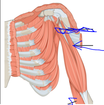 <p>Origin - Glenoid cavity </p><p>Insertion - Radial tuberosity of radius</p><p>Action - Flexion at shoulder and elbow </p>