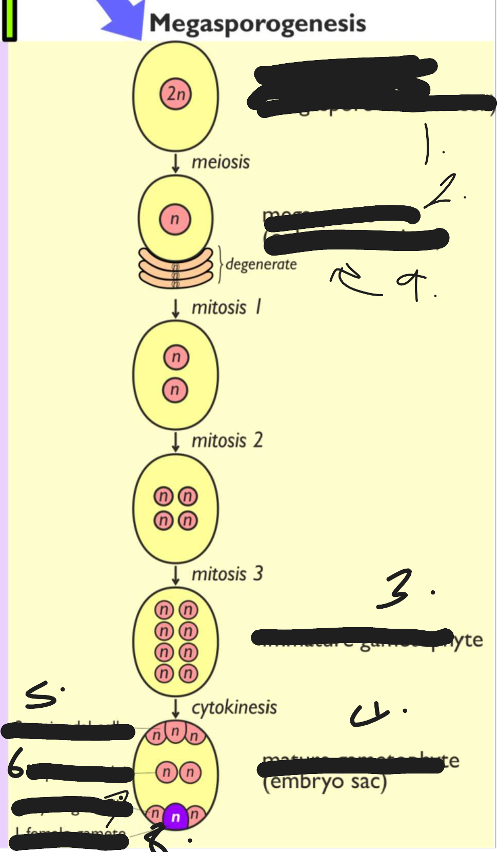 term image