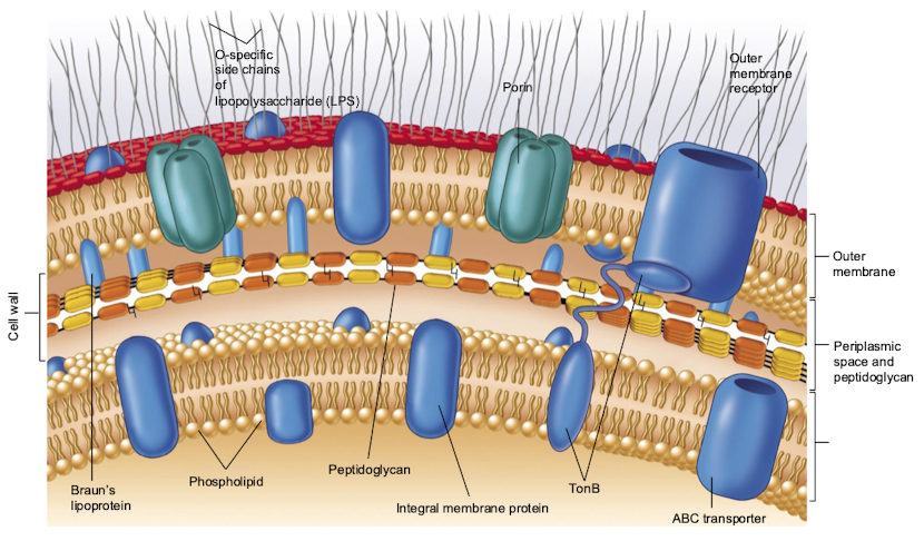 <p>Gram-negative</p>