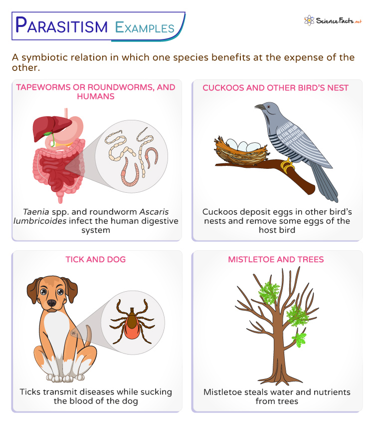 <p>One species lives in or on another organism. </p>