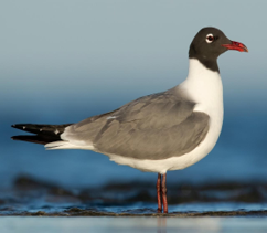 <p>Laughing Gull</p>