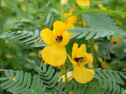 <p>Showy Partridge pea</p>