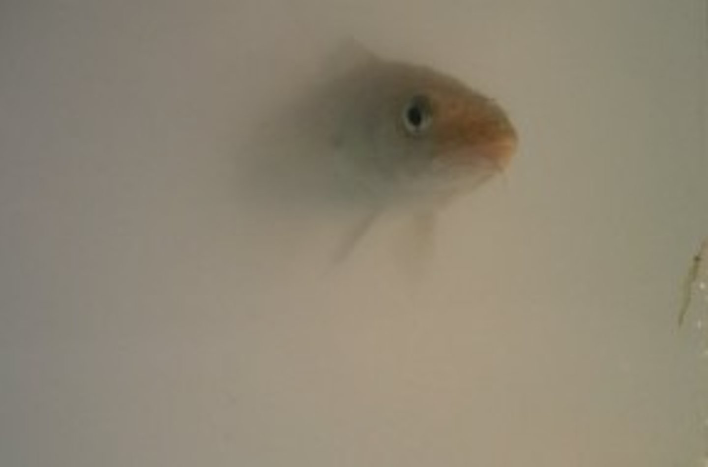 <p>Cloudy; confused</p>