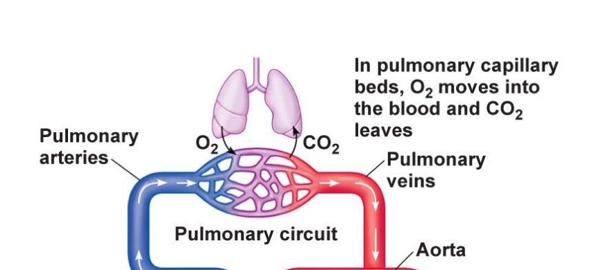 <ul><li><p><span>Important site of oxygen and CO2 exchange at the lungs</span></p></li><li><p>As the blood moves from the pulmonary artery into those capillaries, or the capillary bed, we see the movement of oxygen into the blood from the lungs.</p></li><li><p><strong>T</strong>he movement of CO2 from the blood to the lungs.</p></li><li><p>Important for making deoxygenated blood become oxygenated.</p></li><li><p>Notice colour change!</p></li><li><p>In the pulmonary vein there is oxygenated blood, which then moves down into the left atrium on the left side of the heart.</p></li></ul><p></p>