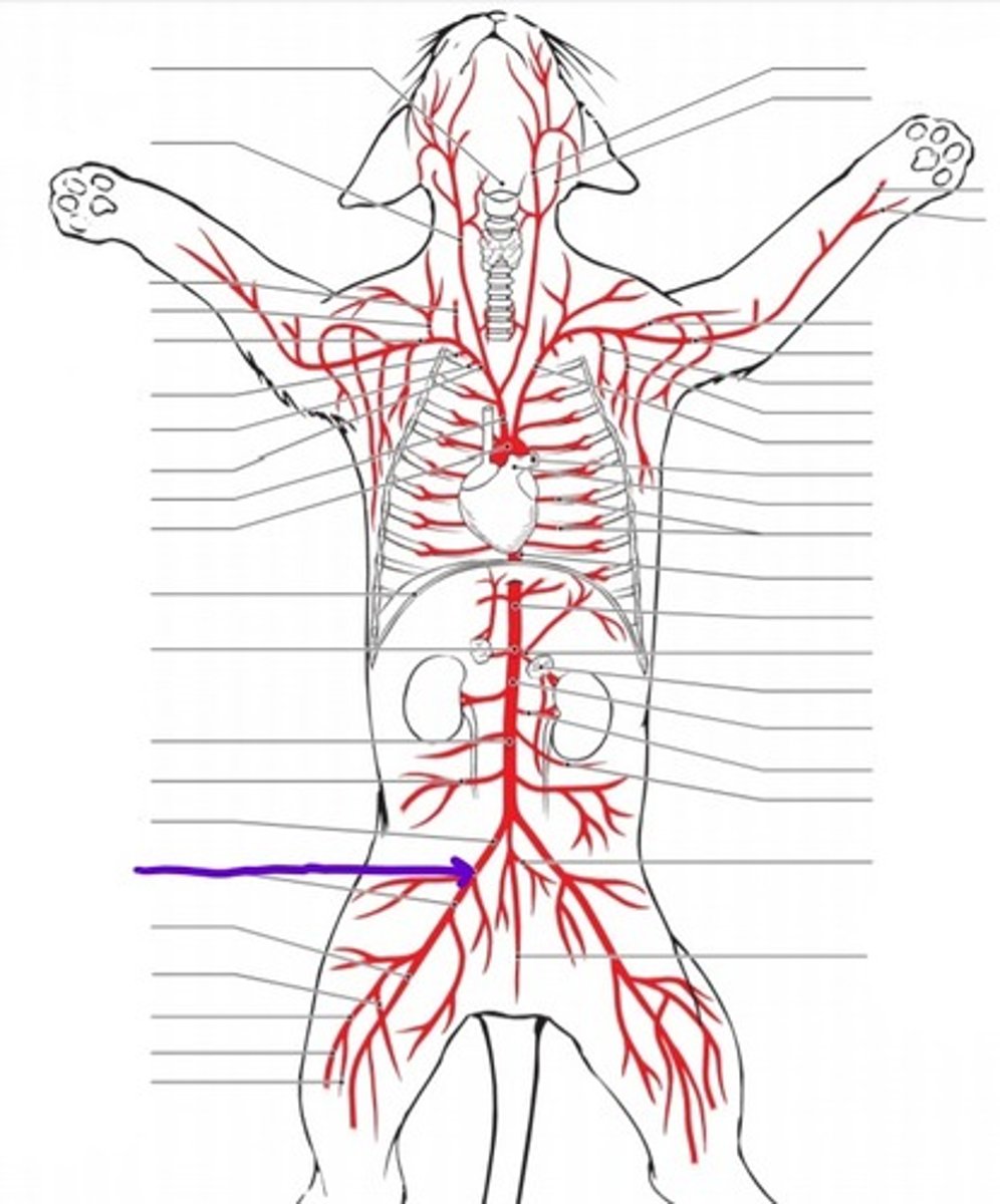 <p>identify the artery</p>