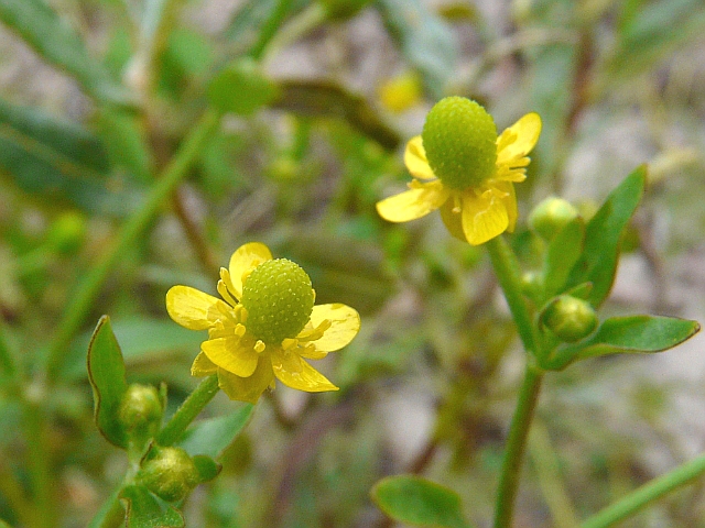 Cursed Buttercup