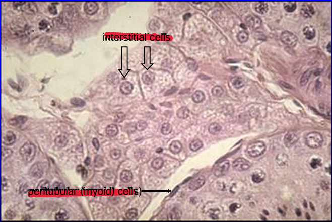 <p>Interstitial cells of Leydig, feline testis. </p><p>The <strong>interstitial cells</strong> are steroid-secreting endocrine cells and they exhibit the characteristic pale vacuolated (foamy) cytoplasm. </p><p>What <strong>hormone is secreted by these cells</strong>? The seminiferous tubule is surrounded by peritubular (myoid) cells; these cells have a flat nucleus and are located just outside the basement membrane (of the seminiferous tubule at the lower right of the figure)</p>