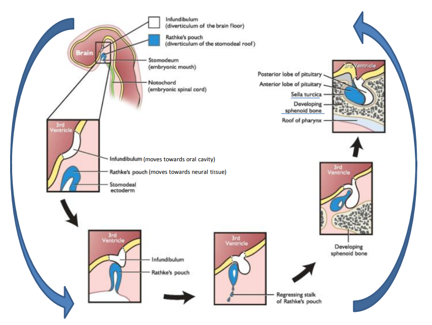 <ol><li><p>The oral portion of the mouth starts to reach for the infundibulum</p></li><li><p>Infundibulum and Rathke’s pouch touch</p></li><li><p>Stalk of Rathke’s pouch regresses</p></li><li><p>Rathke’s pouch wraps around the posterior pituitary</p></li><li><p>Bone encloses the anterior pituitary</p></li></ol>