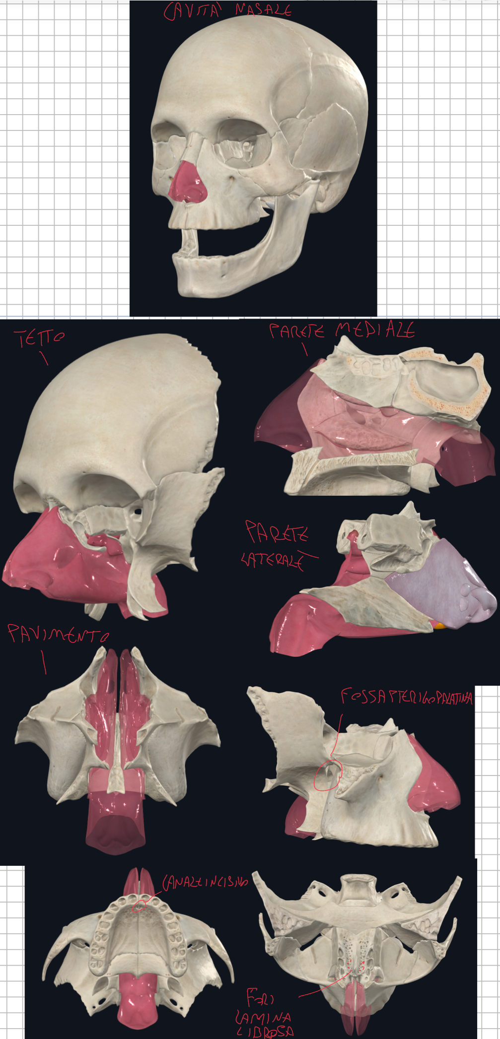 <p>Tetto:</p><ul><li><p>Formato da Osso Frontale, Etmoide (lamina cibrosa) e Sfenoide</p></li><li><p>Nella parte più alta e posteriore è presente il Recesso Sfeno-Etmoidale → sede di apertura del seno sfenoidale </p></li></ul><p>Pavimento (è anche il tetto della cavità orale):</p><ul><li><p>Formato dalle Ossa Mascellari (processi palatini) + Ossa Palatine (lamine orizzontali) </p></li><li><p>Lungo la linea mediana si solleva la Cresta Nasale dove si inserisce il Vomere</p></li></ul><p>Parete Mediale (setto nasale):</p><ul><li><p>Posteroinferiore → vomere</p></li><li><p>Posterosuperiore → lamina perpendicolare etmoide</p></li><li><p>Anteriore → cartilagine</p></li></ul><p>Parete Laterale:</p><ul><li><p>Ossa Mascellare - Lacrimale - Conca nasale inferiore - Etmoide (conche nasali) - Osso Palatino (lamina perpendicolare) - Sfenoide (lamina mediale processo pterigoideo)</p></li><li><p>Tutte queste ossa delimitano lo iato del seno mascellare (apertura)</p></li></ul><p>Comunicazioni della Cavità Nasale:</p><ul><li><p>Con la cavità cranica → attraverso fori della lamina cribrosa (etmoide) passano filetti del nervo olfattivo e vasi (nel 1% il foro cieco può far passare una vena comunicante con il seno sagittale superiore)</p></li><li><p>Con la fossa pterigopalatina → attraverso il foro sfenopalatino dove passa l’arteria sfenopalatina (dalla arteria mascellare) e il nervo sfenopalatino (da V2)</p></li><li><p>Con la cavità orale → attraverso il canale incisivo per la comunicazione con palato duro</p></li></ul><p></p>