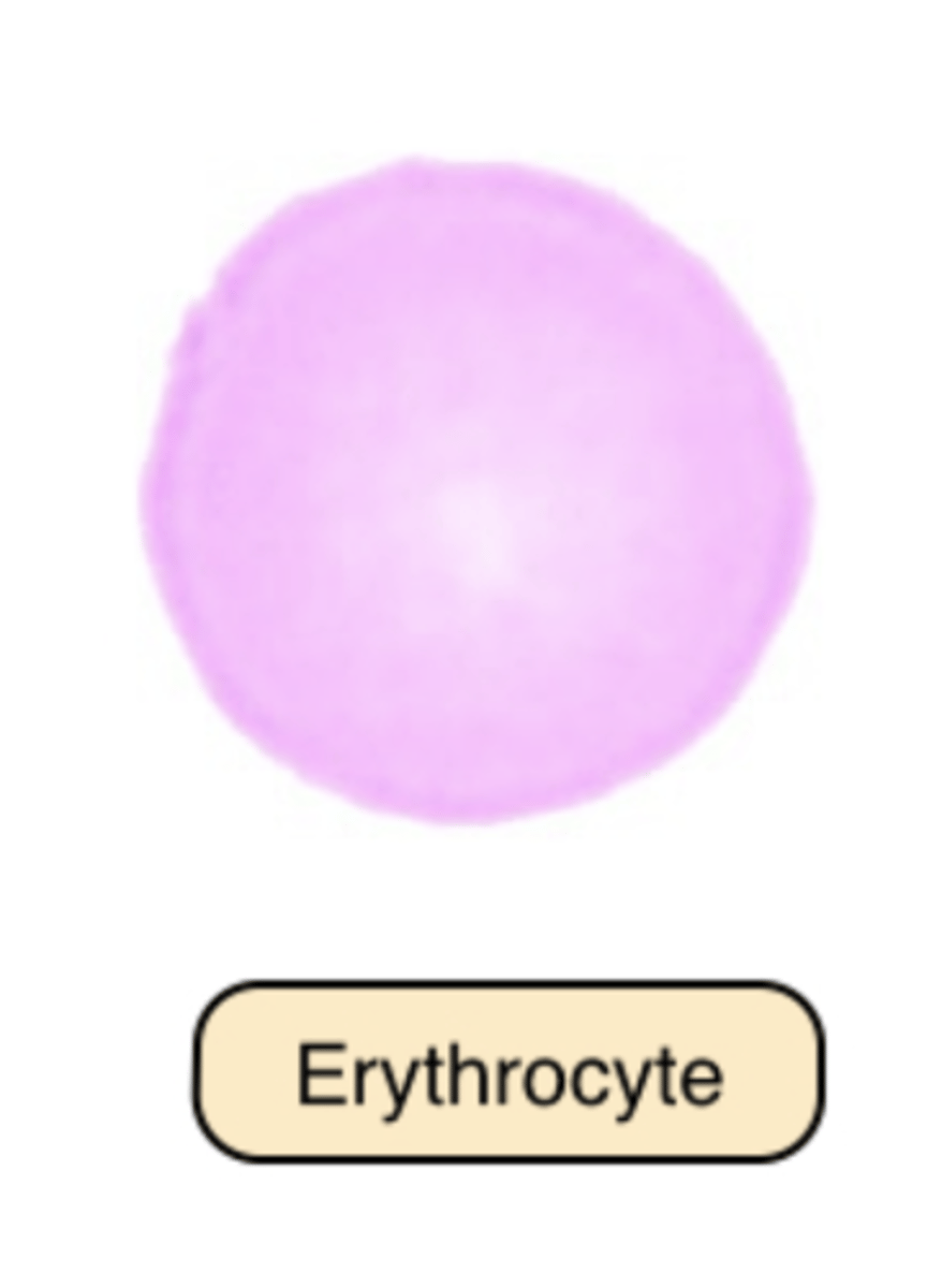 <p>It appears salmon pink and measures 7μm to 8μm in diameter with a zone of pallor that occupies one third of their center, reflecting their biconcavity.</p>