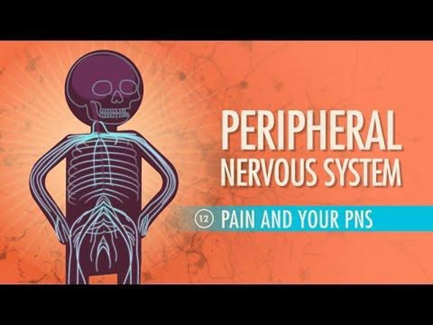 <p>Contains all neurons outside the central nervous system.</p>