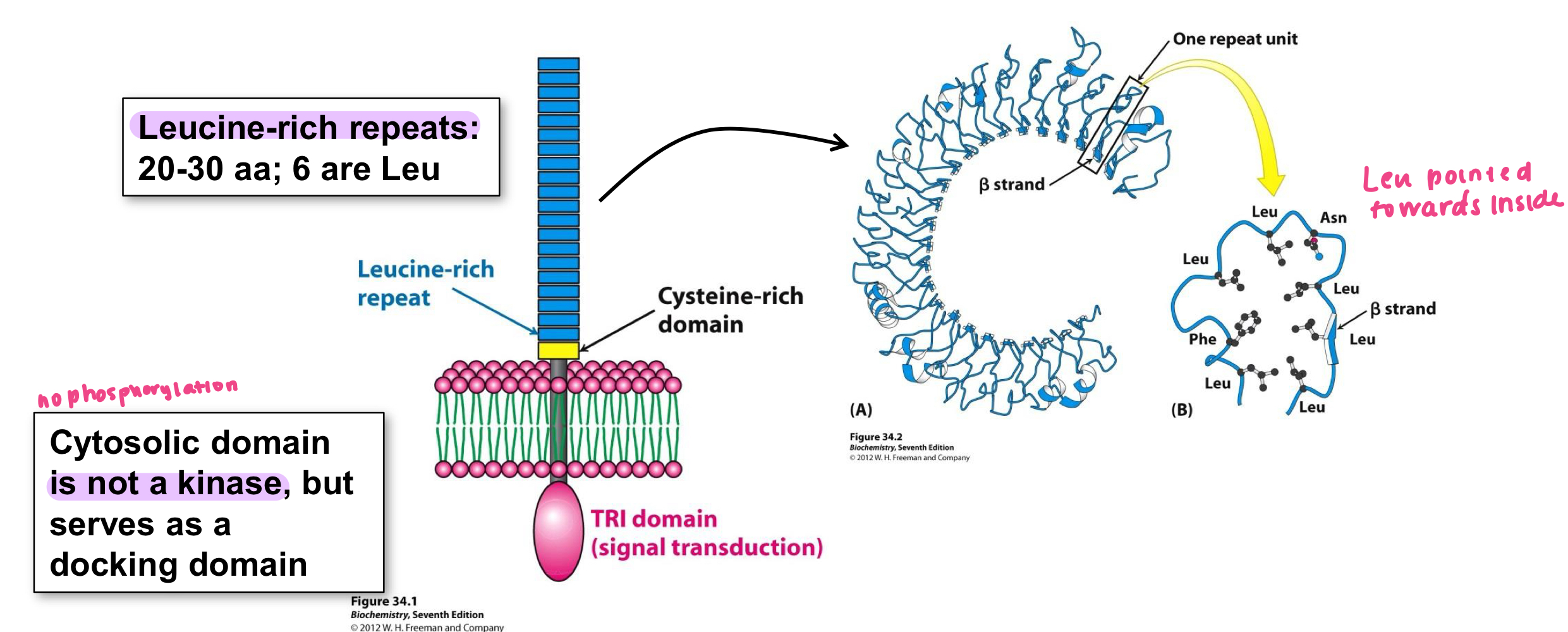 <p>Leucine</p><p>Leucine residues are positioned towards the inside of the C where they congregate together</p>