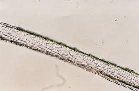 Cat Cuticle