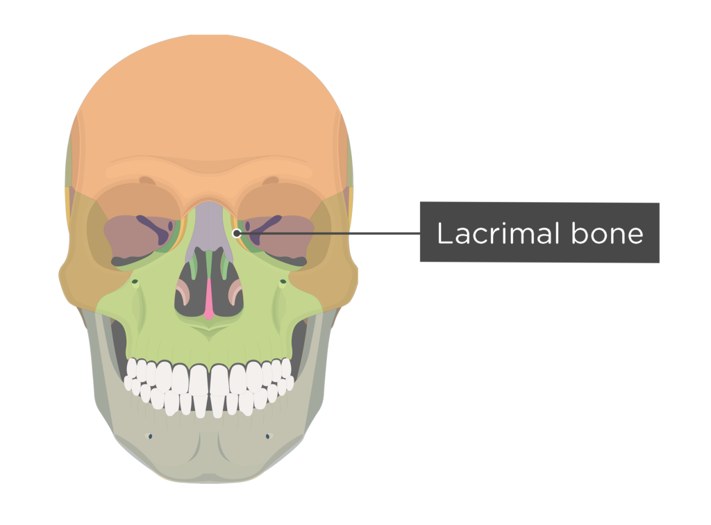 <p>[BONES TO KNOW; facial] medial eye orbit; “lacrimal fluid = tears”</p>