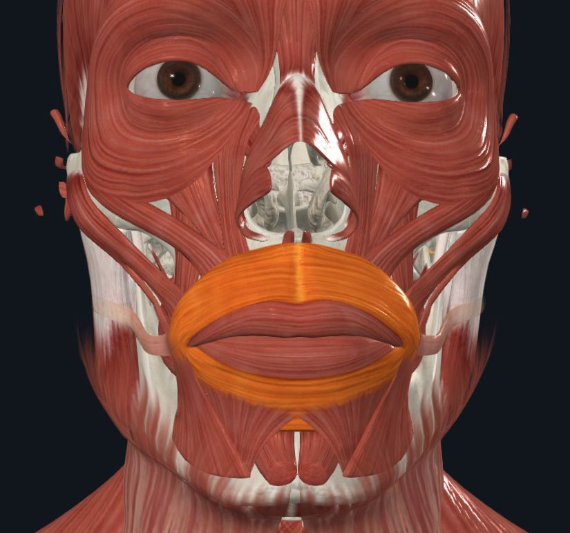 <p><strong>Nombre alterno: </strong>músculo del beso</p><p><strong><mark data-color="yellow" style="background-color: yellow; color: inherit">Origen: </mark></strong><mark data-color="yellow" style="background-color: yellow; color: inherit">Comisura de los orbiculares</mark></p><p><strong><mark data-color="blue" style="background-color: blue; color: inherit">Inserción: </mark></strong><mark data-color="blue" style="background-color: blue; color: inherit">Parte medial de los maxilares<br>- Línea media subcutánea y mucosa labial</mark></p><p><strong><mark data-color="red" style="background-color: red; color: inherit">Acción: </mark></strong><mark data-color="red" style="background-color: red; color: inherit">Cierre voluntario de la boca<br>Silbar, besar,&nbsp;cerrar abertura bucal</mark></p><p><strong><mark data-color="purple" style="background-color: purple; color: inherit">Inervación: </mark></strong><mark data-color="purple" style="background-color: purple; color: inherit">Nervio&nbsp;Facial</mark><strong><br><mark data-color="green" style="background-color: green; color: inherit">Relaciones:</mark></strong></p><p><mark data-color="green" style="background-color: green; color: inherit">Superior Intercruzado con el cigomático menor y elevadores del labio superior<br>El inferior con el cuadrado de la barba y triangular</mark></p><p><strong>Notas: </strong>Succión<br>Orbicular superior e inferior<br>Fuerte, voluminoso y eficiente</p>