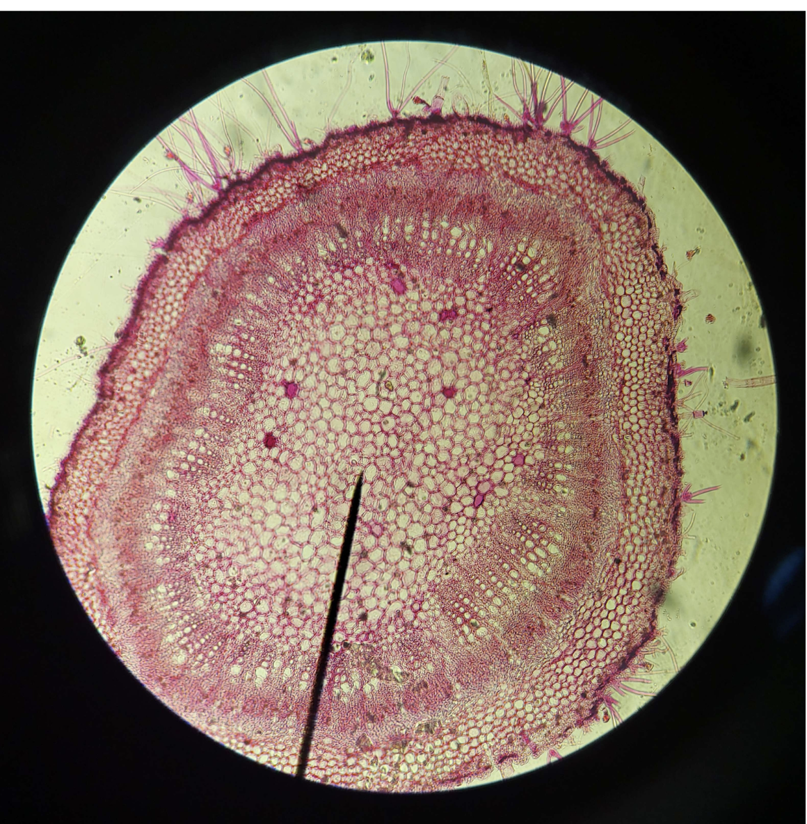 <p>Trichomes</p>