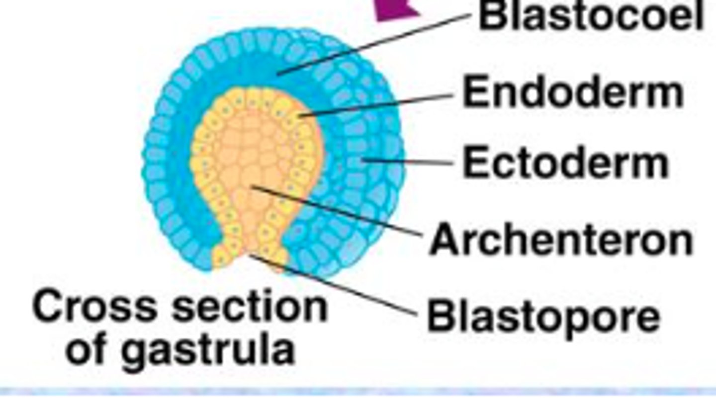 <p>the opening of the central cavity of an embryo in the early stage of development</p>