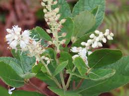 <p>Sweet pepperbush </p>