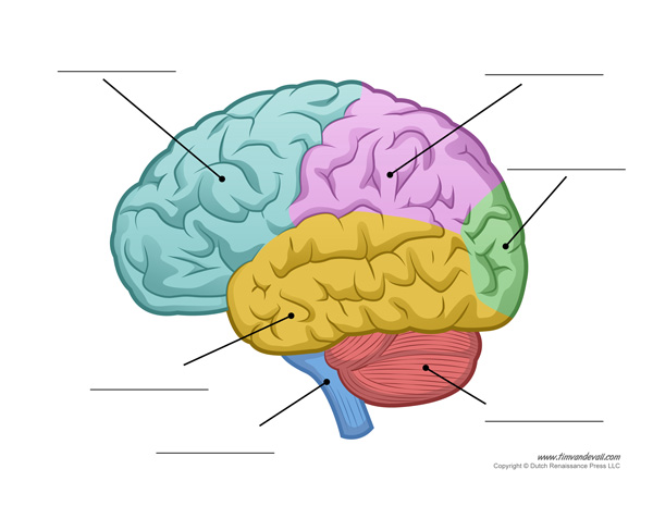 <p>Label the brain </p>