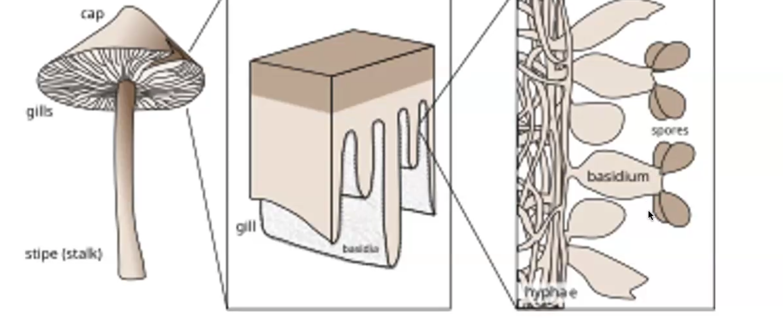 <p>produce mushrooms, shelf fungi, smuts and rusts, serve as a food source</p>