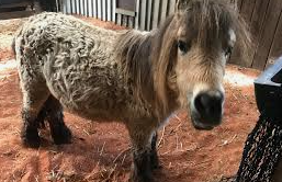 <p><span style="background-color: transparent;">Pituitary Pars Intermedia Dysfunction (“Equine Cushing’s”)</span></p>