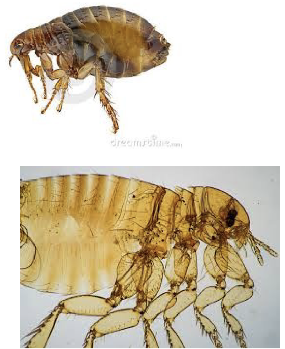 <ul><li><p>identify </p></li></ul><ul><li><p>representative genus </p></li><li><p>disease </p></li></ul><p></p>