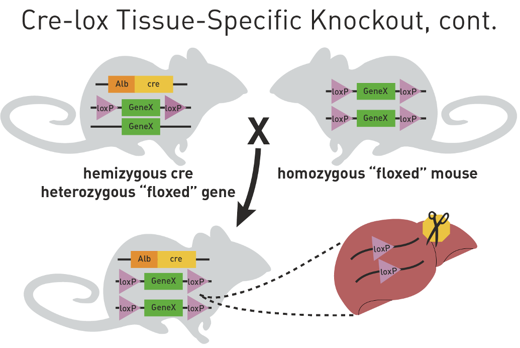 <p>Additional crosses are needed to make a mouse that has two floxed alleles and Cre expression transgene</p><ul><li><p>results in null effect in liver</p></li></ul><p></p>