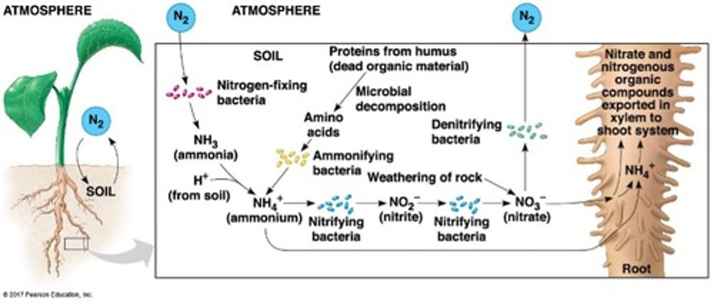 <p>NH4+</p>