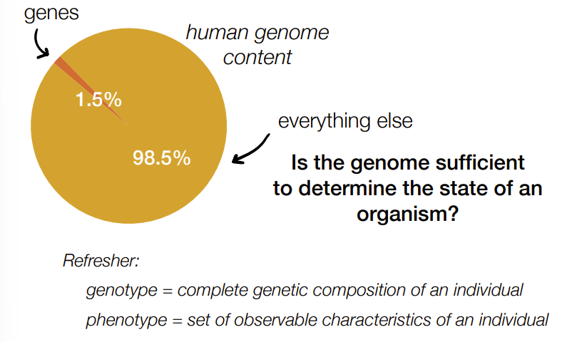 <p>1.5% is genes (protein-coding genes)</p><p>98.5% is everything else (non-coding DNA)</p>