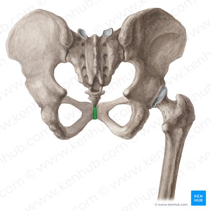 <p>Between Pubic Bones</p>