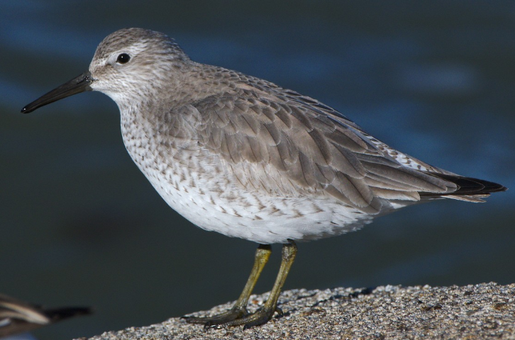 <p>What bird is this?</p>