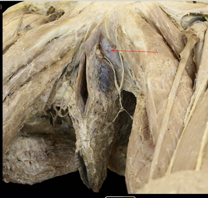 <p>ID Structure</p>