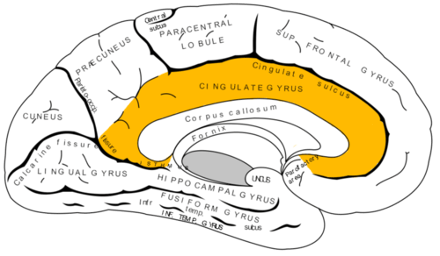 <p>superior to the corpus callosum</p>