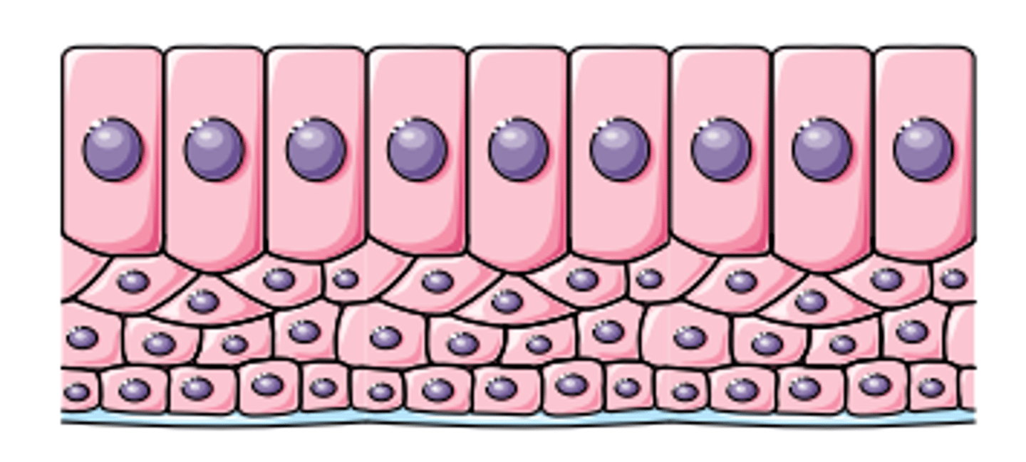 <p>classify this epithelium</p>