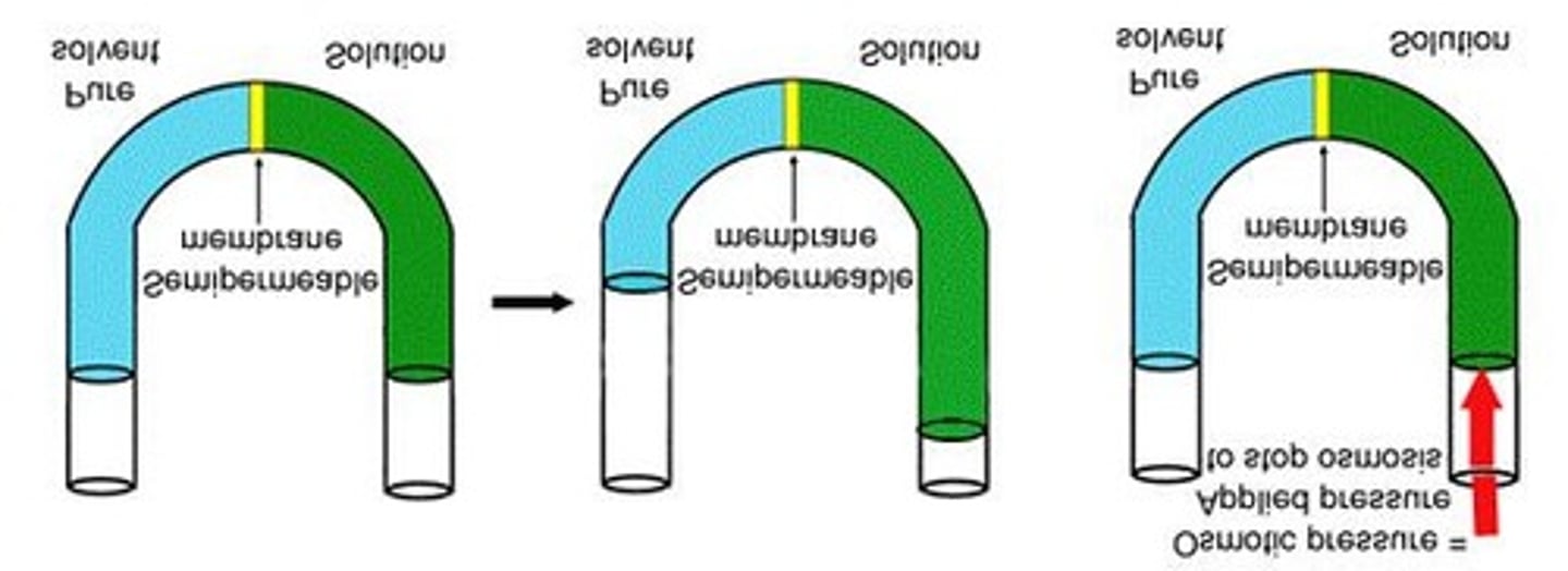 <p>The flow of solvent molecules into a solution through a semipermeable membrane.</p>
