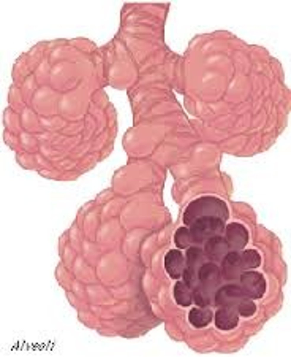 <p>Tiny sacs of lung tissue where gaseous exchange takes place with the blood</p>