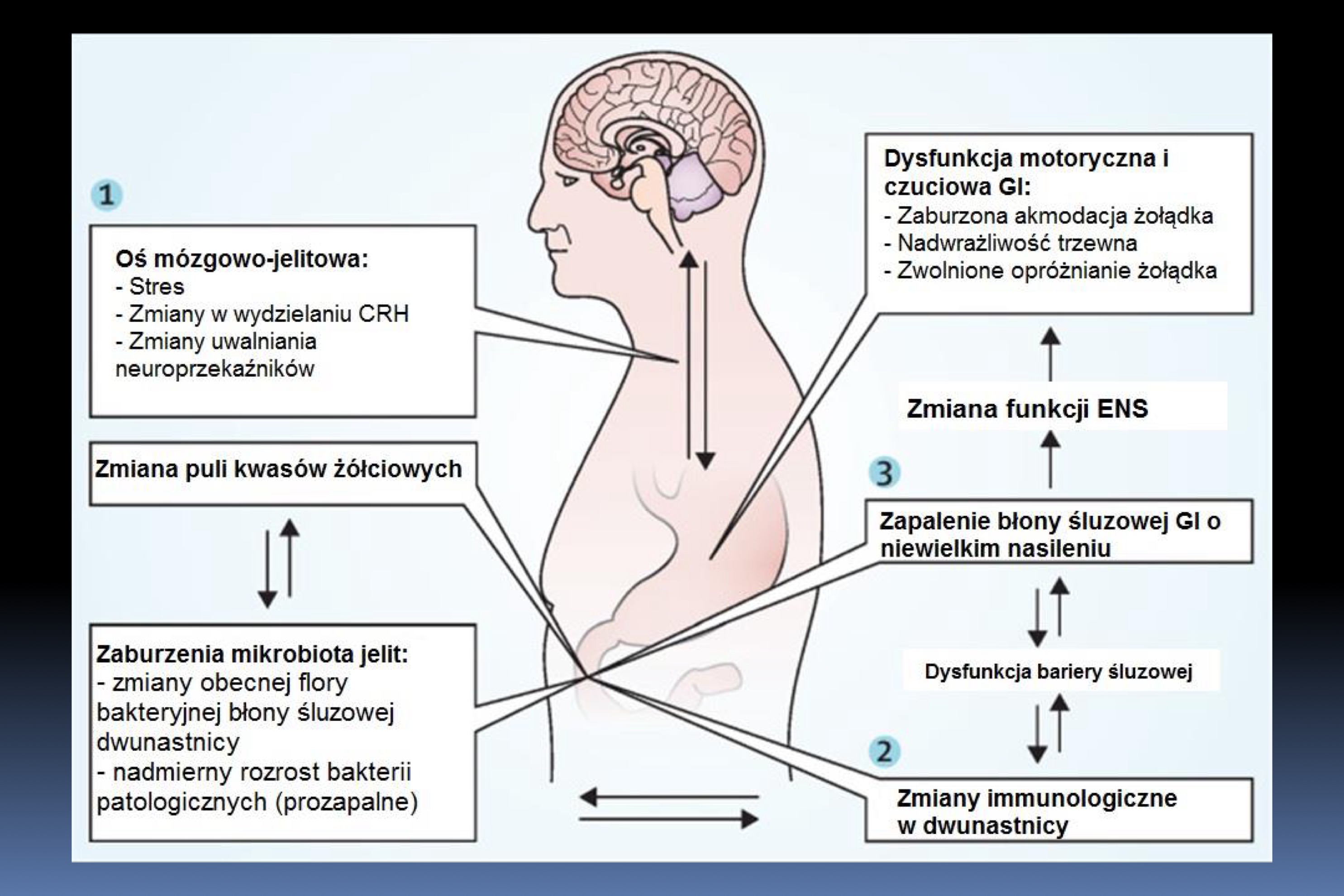 <p>1. Nocyrecepcja trzewna i powstawanie bólów trzewnych w przewodzie</p><p>pokarmowym zależy od osi mózgowo-jelitowej.</p><p>2. Transdukcja sygnału nocyrecepcyjnego zachodzi na poziomie czucia</p><p>trzewnego ENS za pośrednictwem receptorów 5HT.</p><p>3. Podstawowym mechanizmem bólów trzewnych jest rozciąganie</p><p>przewodu pokarmowego i uwalnianie SP oraz CGRP</p><p>4. Zjawisko sensytyzacji czucia trzewnego może zachodzić obwodowo i</p><p>centralnie i mieć charakter pierwotny i wtórny</p><p>5. Stres psychosocjalny – emocjonalny przez układ autonomiczny</p><p>prowadzi do pobudzenia systemu współczulnego lub</p><p>przywspółczulnego i zmian afektywno-emocjonalnych.</p><p>6. Emocjonalny układ motoryki odpowiada za reakcje</p><p>neuroendokrynne, autonomiczne i modulację bólu.</p><p>7. W leczeniu farmakologicznym stosuje się leki wpływające na</p><p>transdukcję, transmisję, modulację i percepcję bólu z</p><p>uwzględnieniem specyficznych aspektów bólów trzewnych</p>
