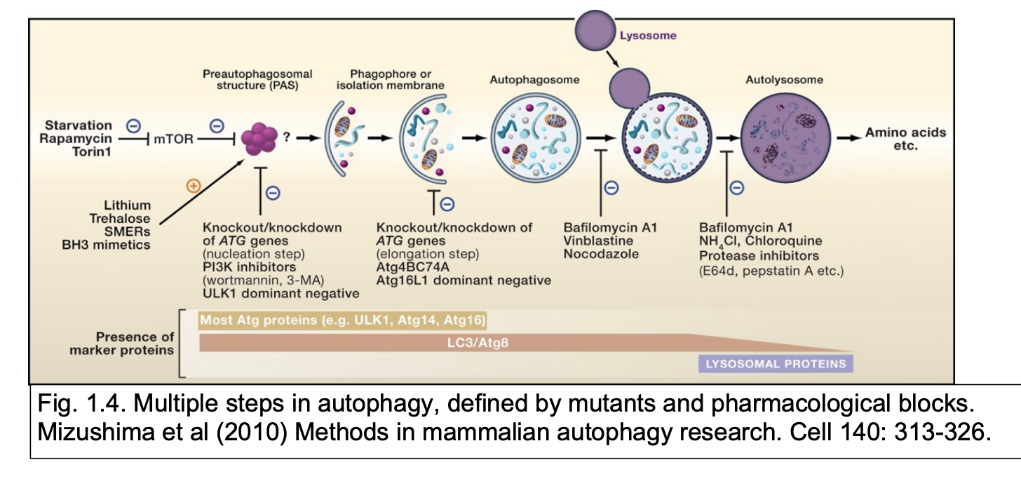 <p><em>note: can use GFP to visualise the AB</em></p>