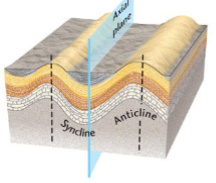 <p>Have limbs that dip symmetrically from the axial plane</p>